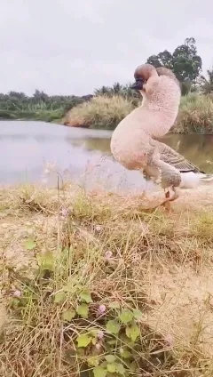 牧风芳华 在农场发现一个长相奇特的动物，网友：这就是传说中的四不像吧