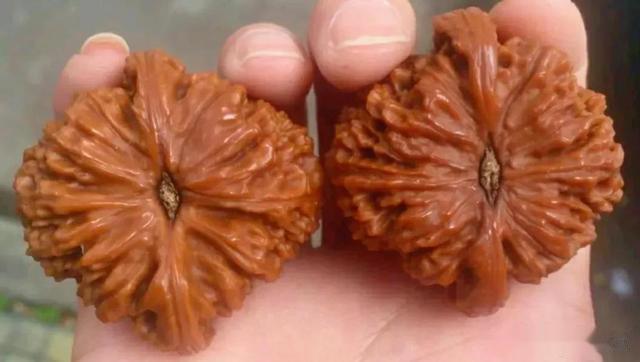 南疆|150种文玩核桃品种分享之115:赵喜满南疆