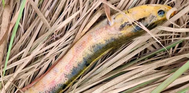 微软|江西一男子路过老水井，拿来鱼竿就垂钓，看清渔获后蒙圈了