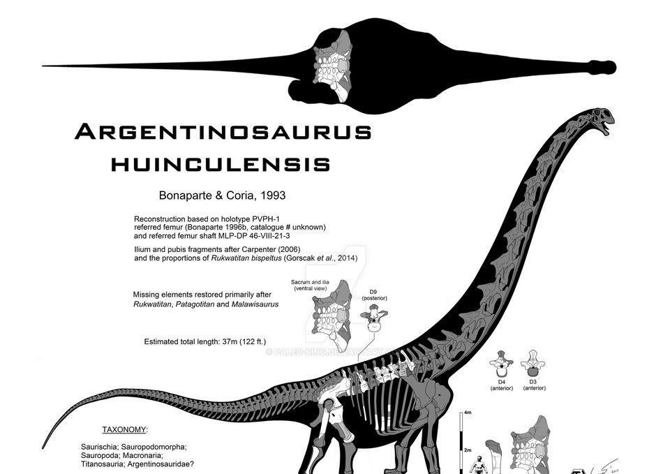 地球上至今还活着的最大生物是什么?无法遏制,它仍在不断狂长!