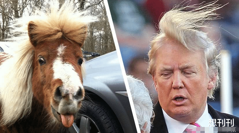 撞脸|有毒！怎么也想不到会撞脸的明星，男女人畜共用一张脸，笑成猪叫