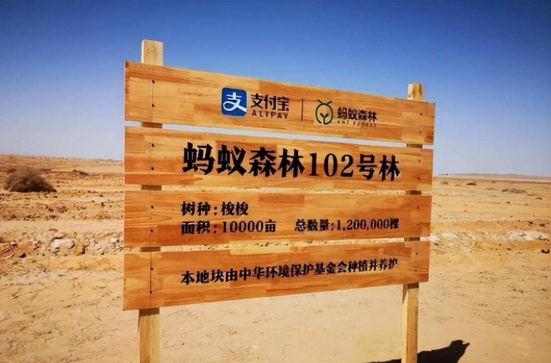 马云|马云斥巨资在沙漠里种树，承诺每年1亿棵，七年过去了，树怎样了