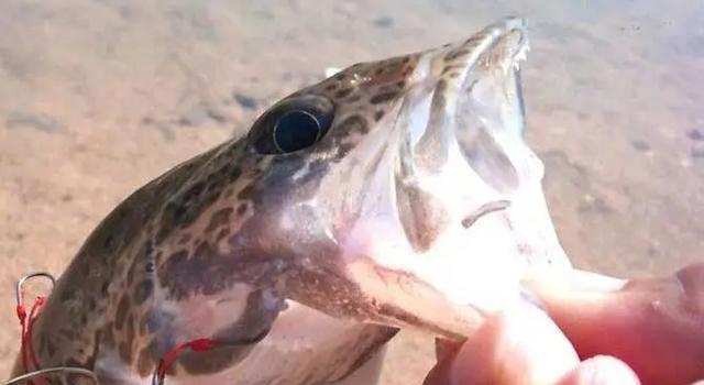 |桂花鱼一般在水底的什么地方栖息？为什么？