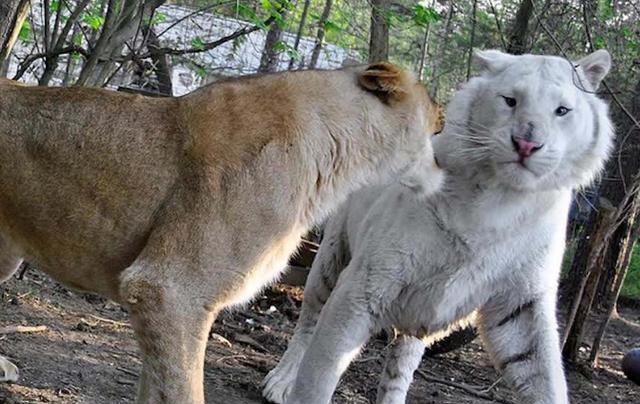 许敏|我是皮糙肉厚的老江湖,要华子找平台,潘克示范许敏如何对付反方