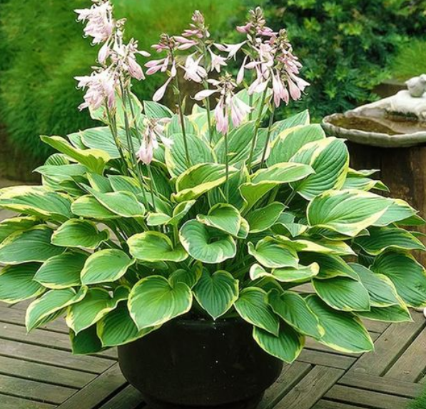 稀有白羽玉簪,花园C位担当,尤其适合光照不好的庭院阳台种植。