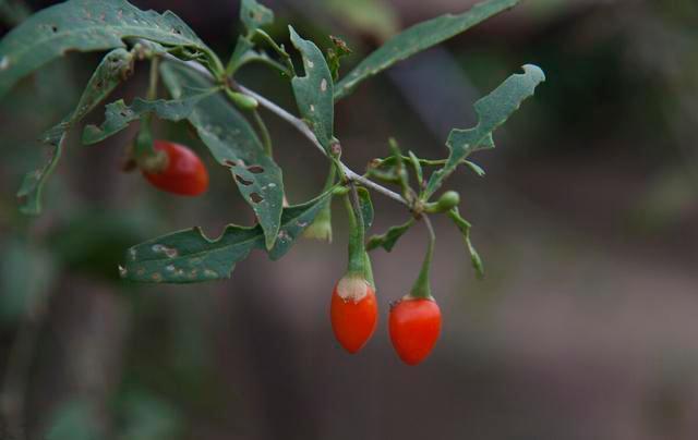 穴位|挺而不坚怎么办?枸杞配“它”,做生猛小老虎