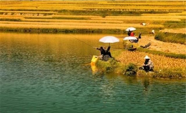 饵料|秋季野钓，用这些必胜法宝爆护