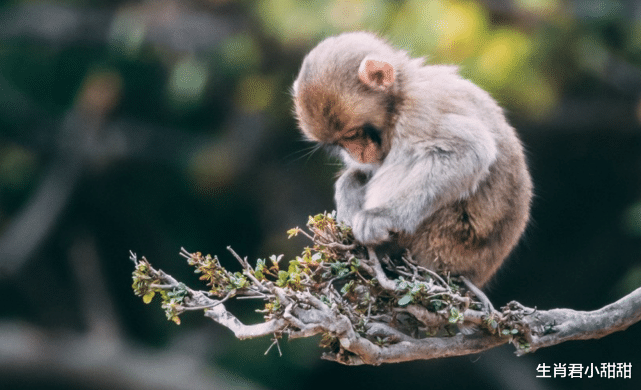 电影|虎年迎来运势大逆袭，属猴人抓住时机职场春暖花开，2022年存款暴增