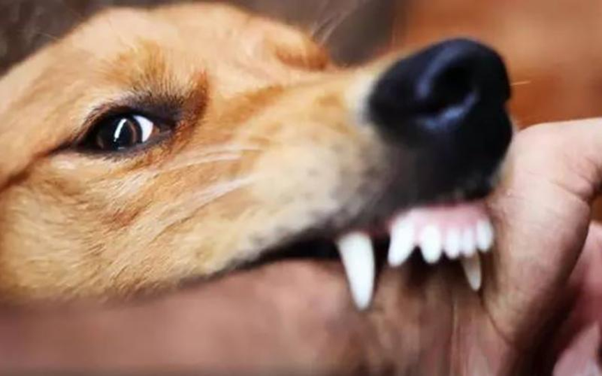 中国狂犬病防治真的走错路了?疫苗到底该给人打,还是给狗打?