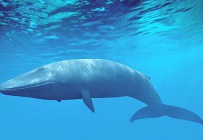 世界上10大海洋生物,蓝鲸只能排第2,第1名没想到是它!