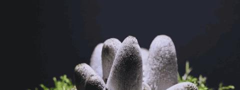 世界上最大的生命体是什么?存活2400多年,占地近9平方公里
