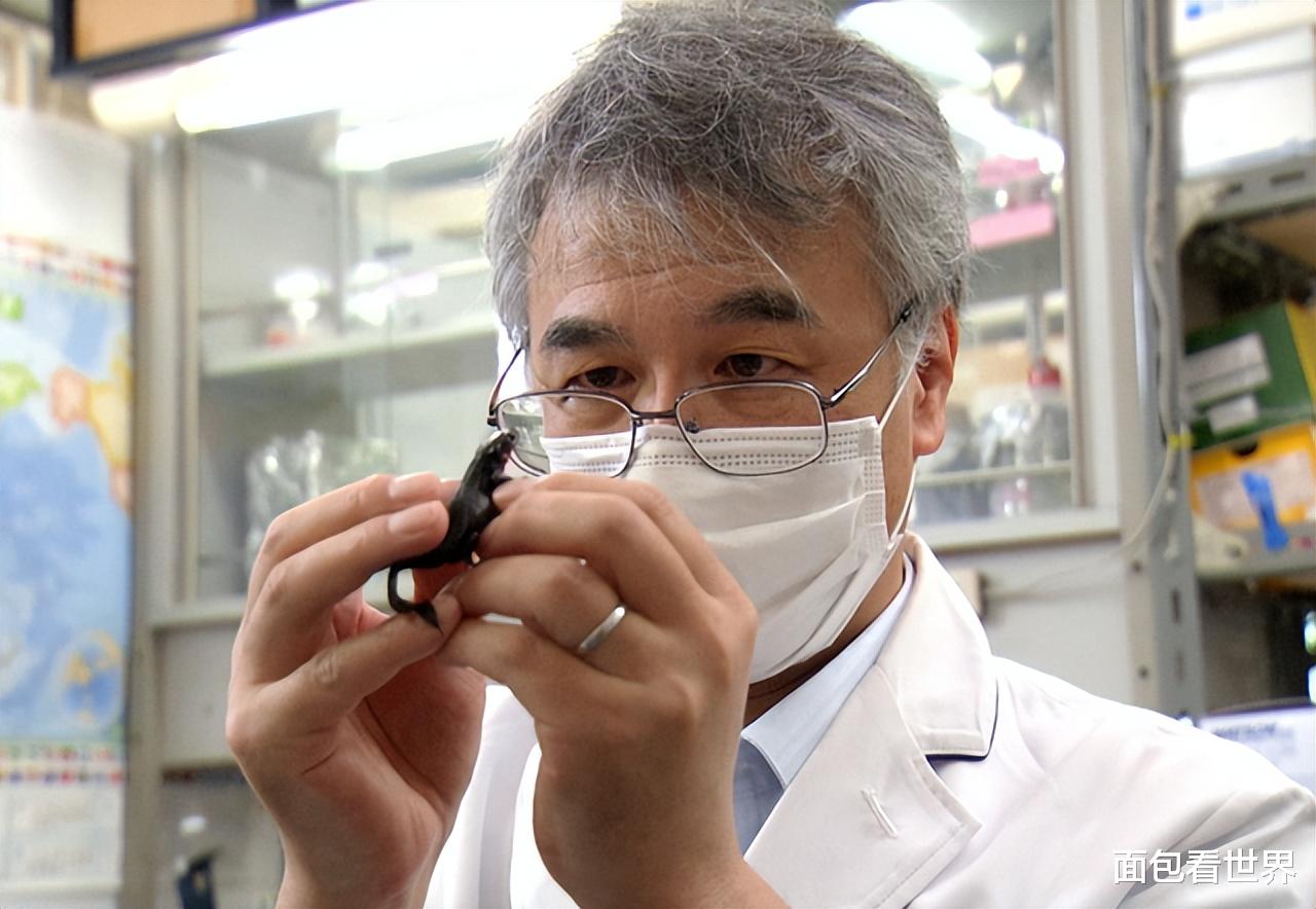 腿、大脑、心脏没了都可以复活,蝾螈令人惊讶的再生能力的秘密