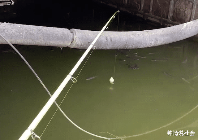 |浙江一男子钓鱼被鱼群集体浮出水面挑衅，网友笑喷了：等红绿灯？