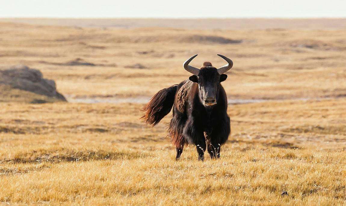 可可西里自然保护区|女大学生只剩骸骨:进了可可西里,人是渺小的,诗与远方是荒谬的