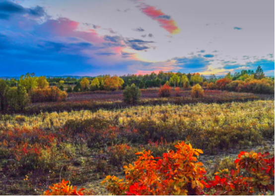 大兴安岭|大兴安岭地区，松树与杂乱的阔叶林构成了北方最具特点的风景