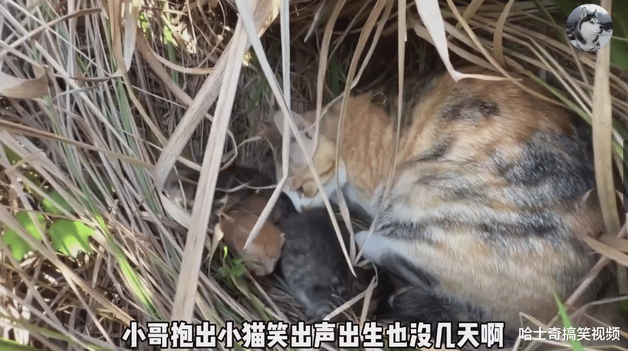 小哥遇到流浪猫带娃搬家，有孩子被拖行，结局暖心又辛酸