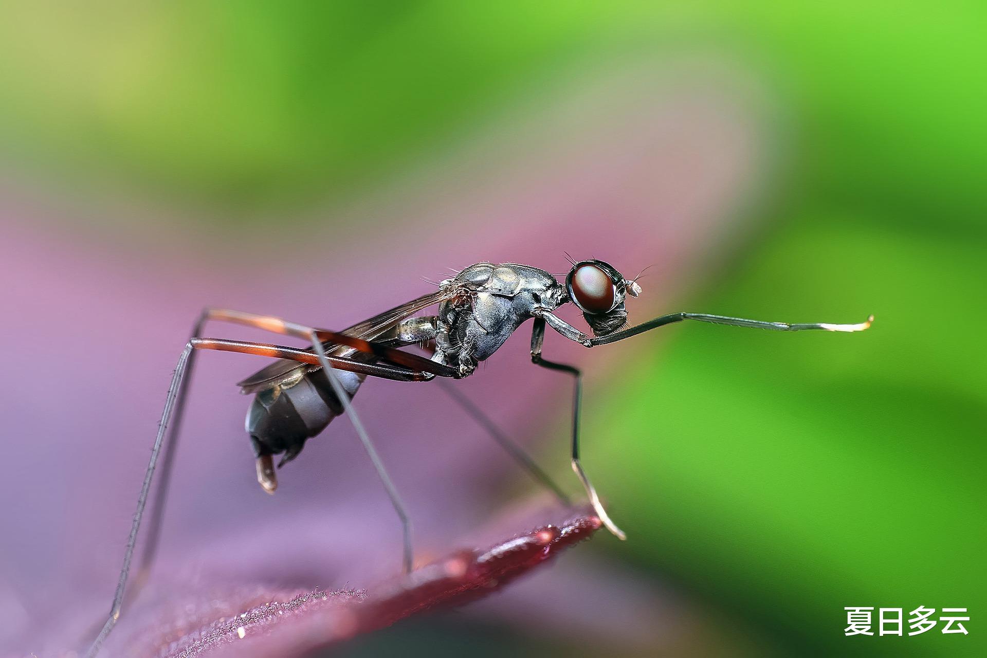 为什么说蚂蚁是地球上进化得最成功的生物?它们会种地,也会放牧