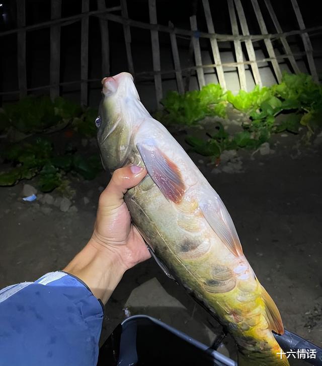 饵料|手抓银环蛇?广西男子夜钓遇到银环蛇不跑反捉,网友:肯定是假蛇