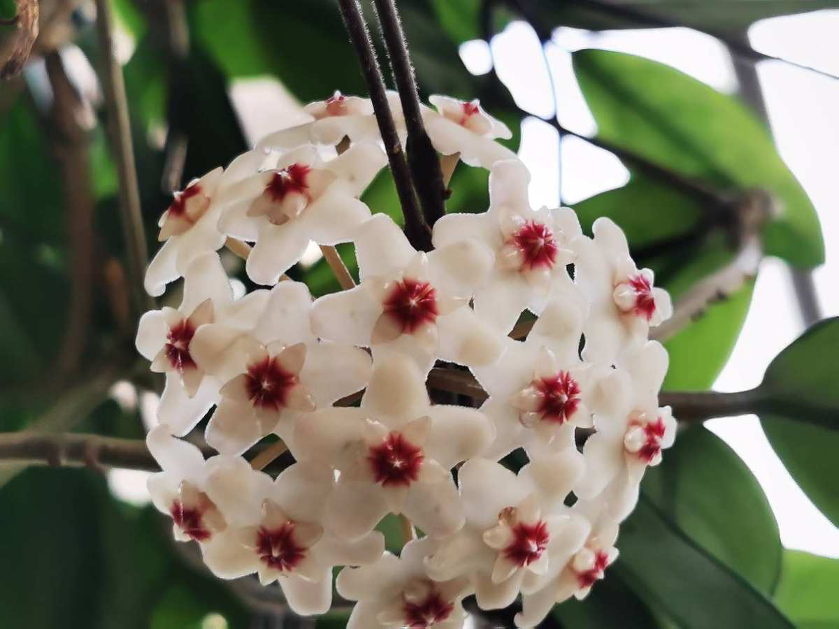 15种养人植物,养在家里身心舒畅,你养过几种