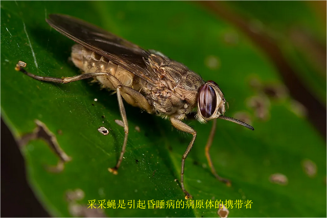 杀死人类最多的10种动物,有些你可能想不到
