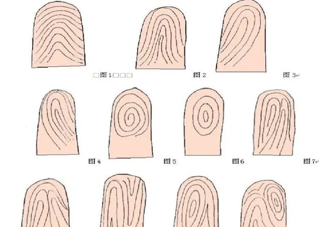 人类指纹的斗和簸箕有什么秘密?它与基因相关吗?能否决定命运?