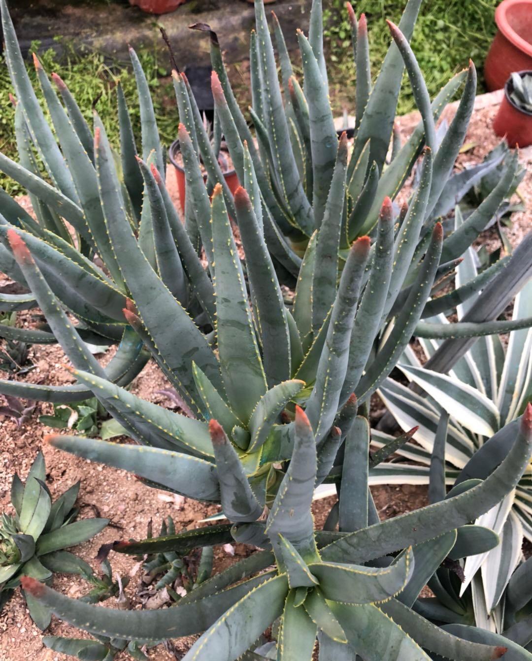 ?6种“网红绿植”,适合客厅,书房,卧室养护,还能净化空气