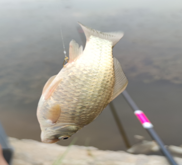 |鱼类嗅觉和味觉，直指诱食剂和促食剂，吃到嘴里才有用(文后彩蛋)