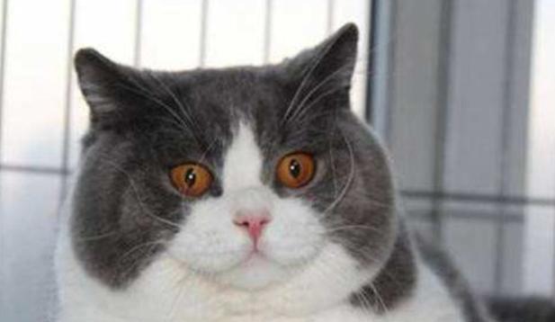 沈腾|“发腮”不可怕，可怕的是曾帅过：昔日小鲜肉颜值暴跌，不忍直视