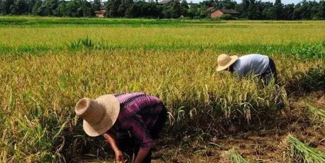 宿舍|27岁男子在家啃老9年不愿工作，亲妈报警：求你们把我儿子抓进监狱