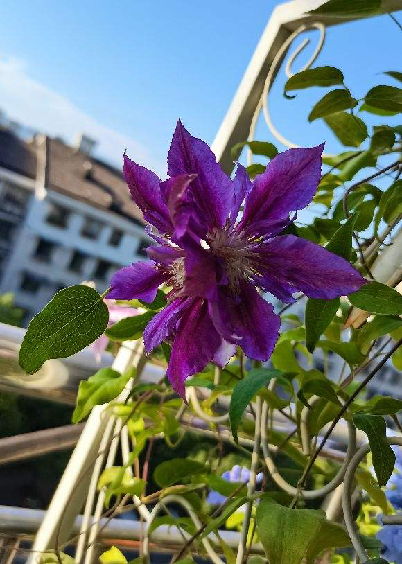 封闭阳台想要变大花墙,养4种爬藤花,半年变花墙,开花比月季美