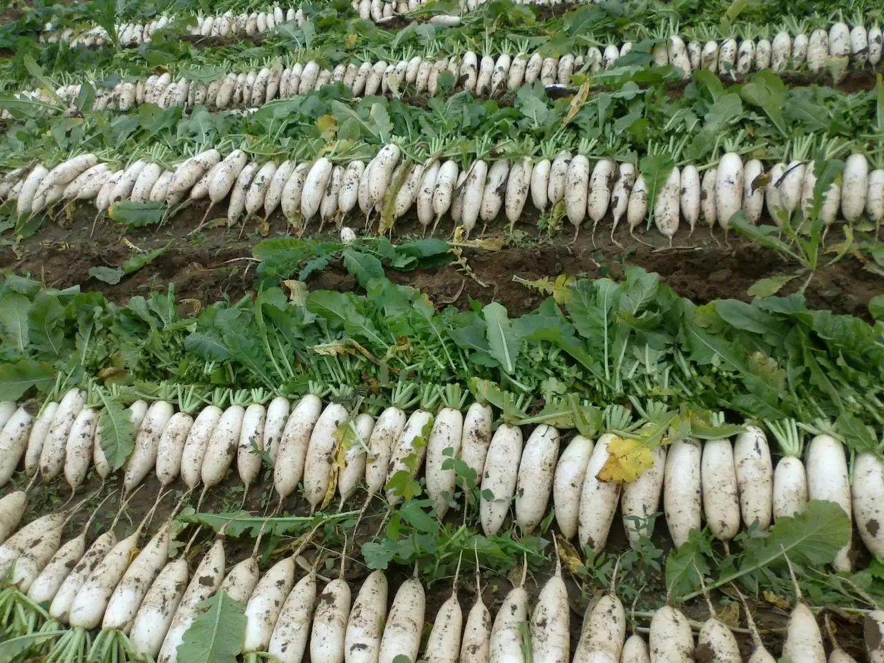 脾胃|保存白萝卜有诀窍，教你1招，不放冰箱不土埋，一个冬天还新鲜