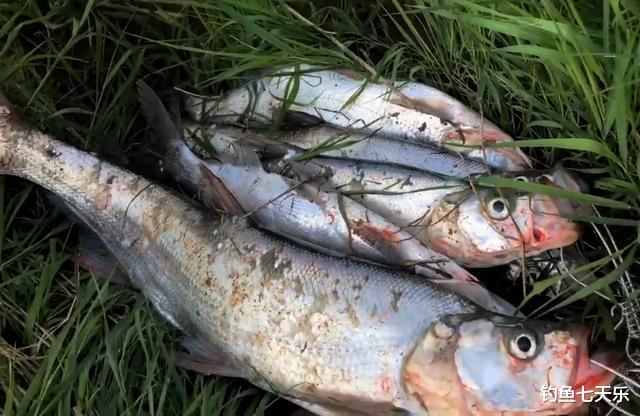 湖北|泥鳅钓鱼！湖北丹江口3名垂钓者被抓，“泥鳅钓”为何屡禁不止？