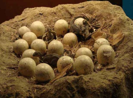 为何早期的恐龙蛋都找不到？这枚6800万年前的巨蛋，揭开了答案