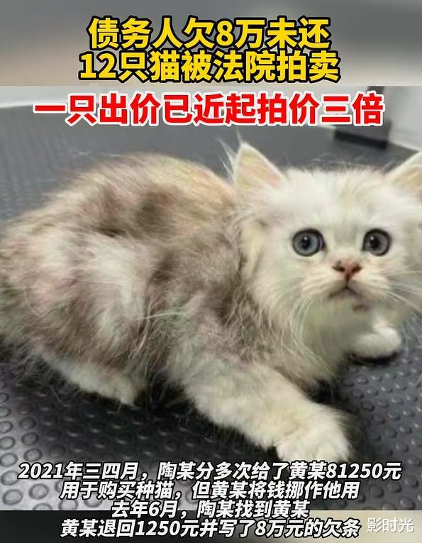 10万人围观!男子欠债未还,12只猫被法拍替主人还债,一只猫拍价竟连翻近三倍!