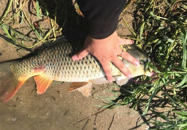 |入夏以后，鱼群的“吃饭地点”早已转移，找准位置才会爆护