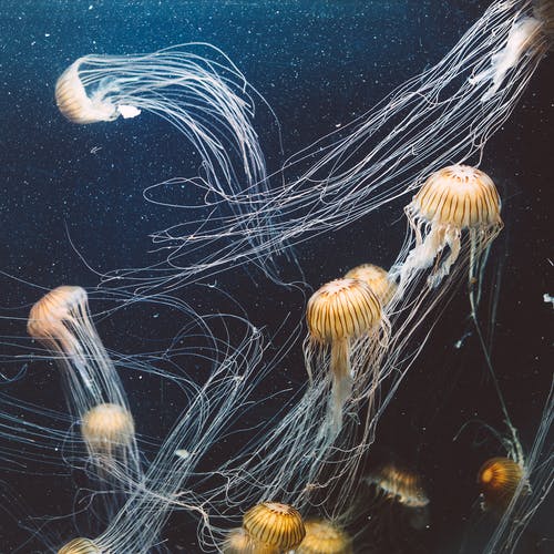 全球变暖,是否对海洋生物的打打击最为严重?
