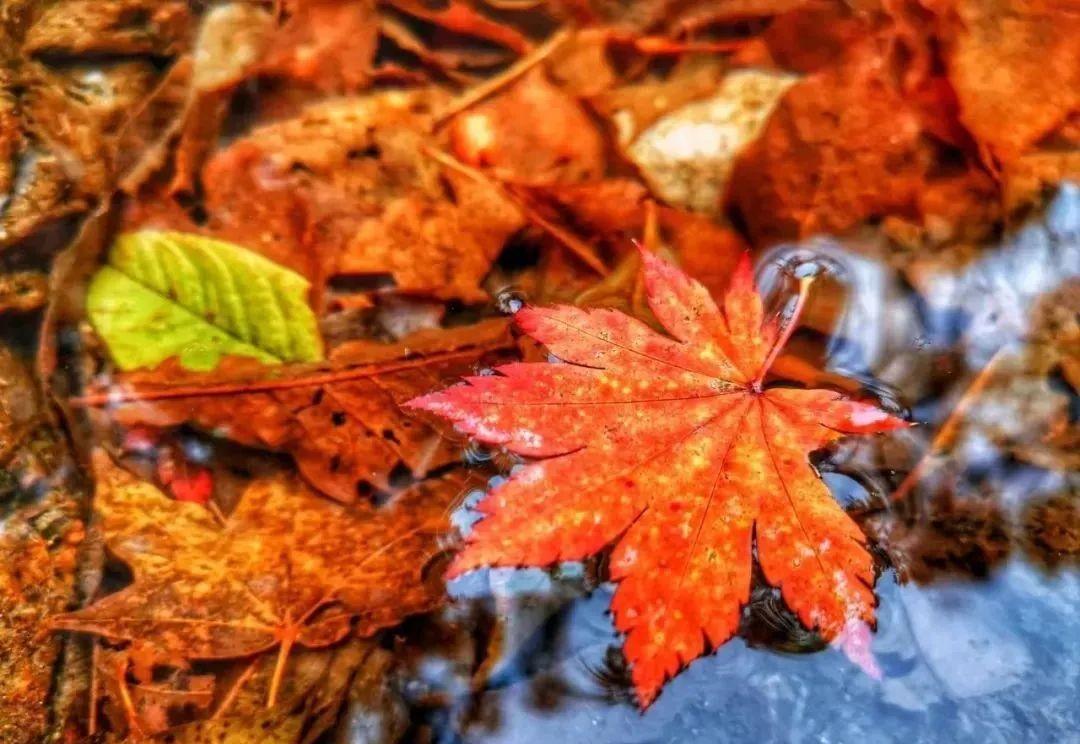 本溪|挖到秋色绝美东北小城,枫叶秒杀京都,还有复古火车和温泉