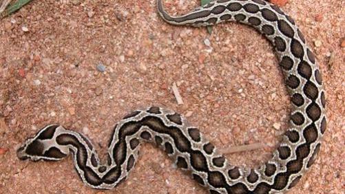 我国不只眼镜王蛇吃蛇，竟然有7种毒蛇，都喜欢吃蛇啊！
