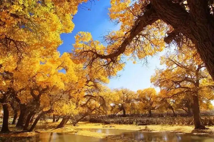 水帘洞|错过了9、10月的额济纳，就错过了国内TOP1的胡杨林！