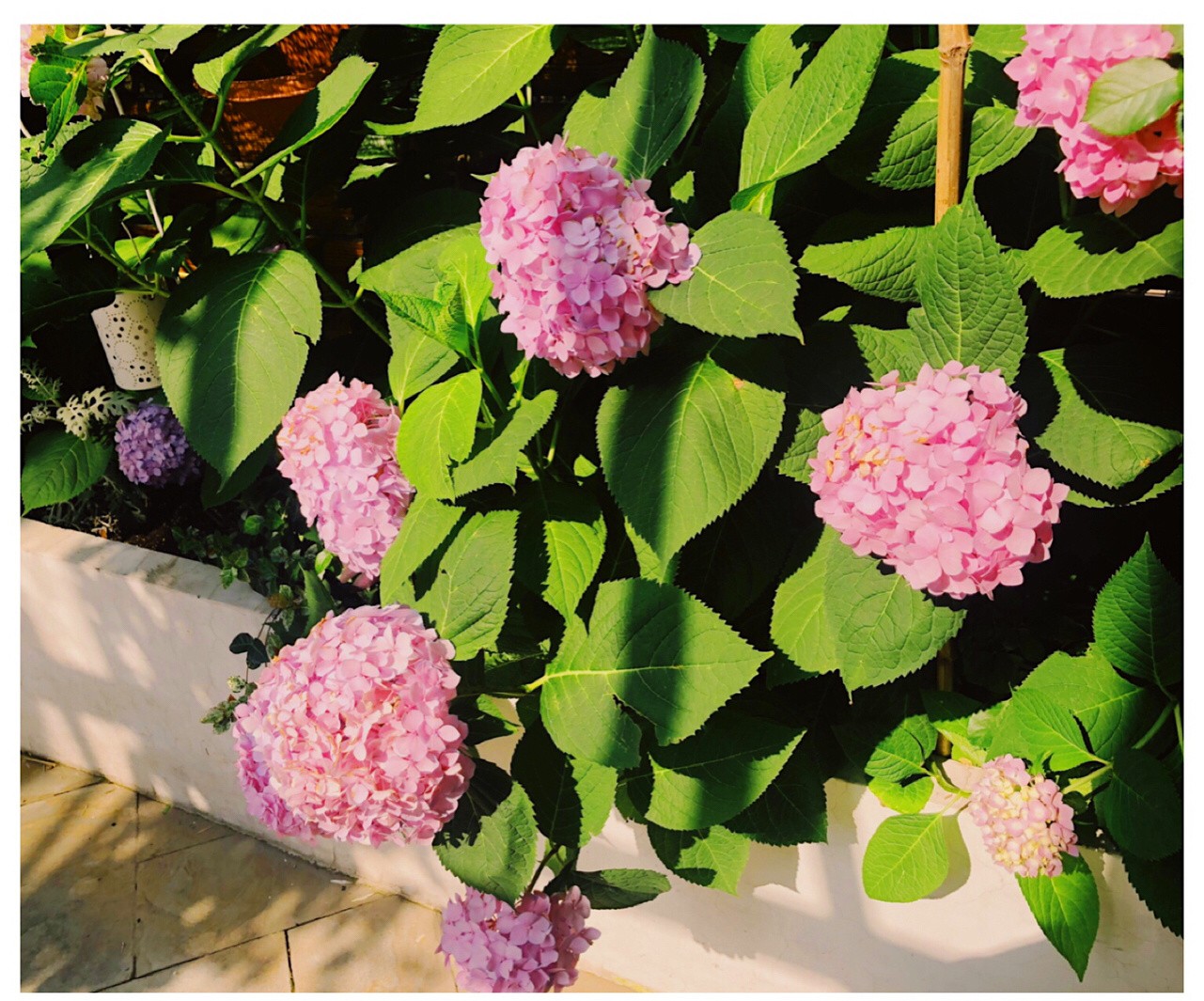 家有小院：20㎡小庭院，如何设计一个适合你的花园？