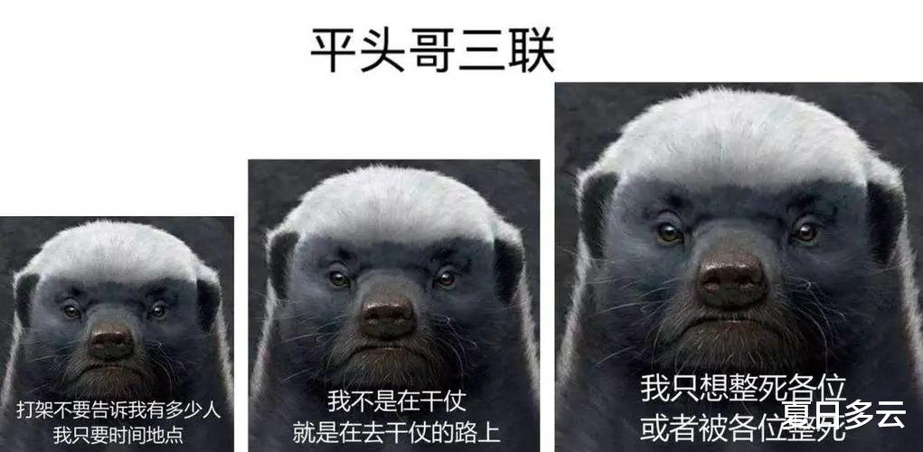 拿毒蛇当辣条的平头哥蜜獾:生死看淡,不服就干