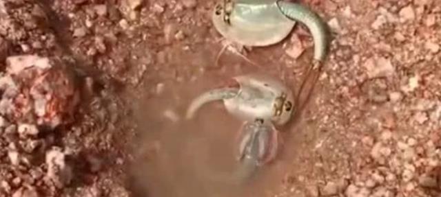 “打不死的小强”,经历三次生物大灭绝都未灭绝,如今被用来喂鸡