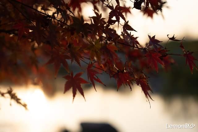 昆明|无锡一万平方的枫树林，成为初冬耀眼的红，超过100种枫树品种