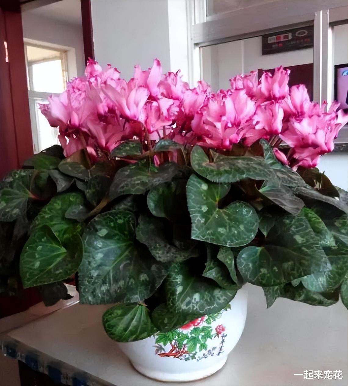 专为厨房而生的花,吸收油烟颜值高,一开就是小半年,值得拥有