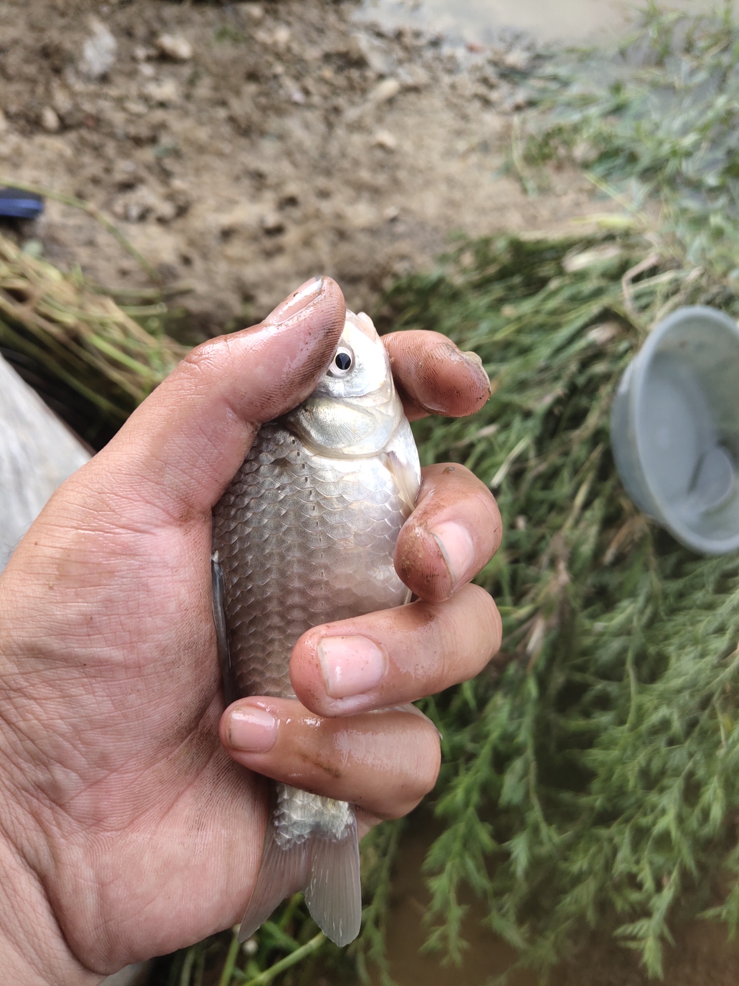 |难得给自己放个假,碰上了小雨连绵,这个假期注定特别好钓鱼
