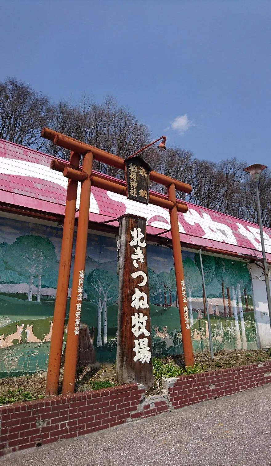 小狗主动上门求收养,养了几天后发现不对,咨询兽医后:这不是狗