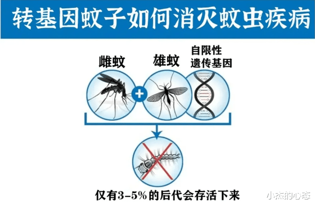 美国向大自然投放10亿只蚊子,未来还将投放20亿只,到底要干什么