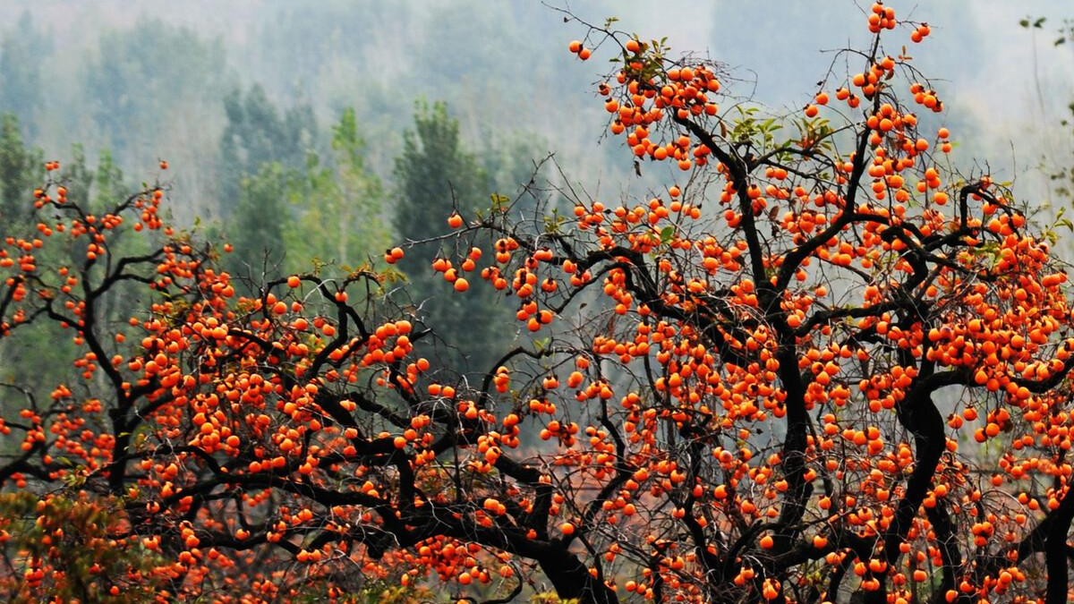 最中国的中国水果，甜了中国人一万年！