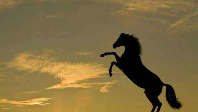 |金果替老杜发声：田静是野马难以驾驭，不想原谅威威也不接受道歉