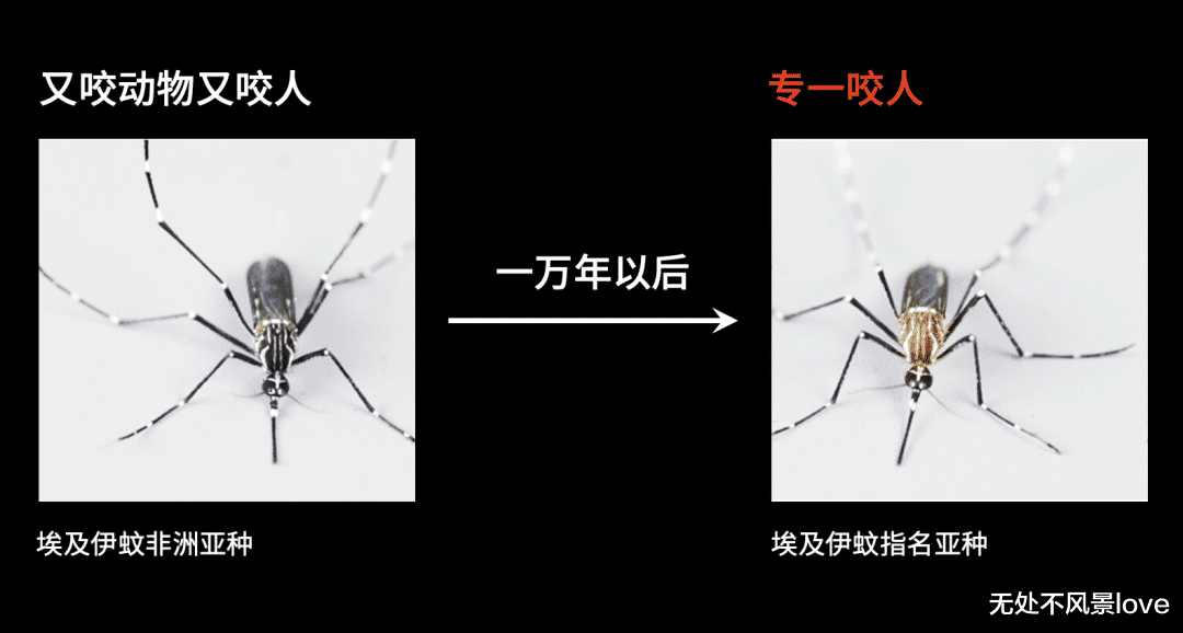 博士用自己的血一天喂3000只蚊子,终一作发Nature揭示“蚊子怎么只咬你”